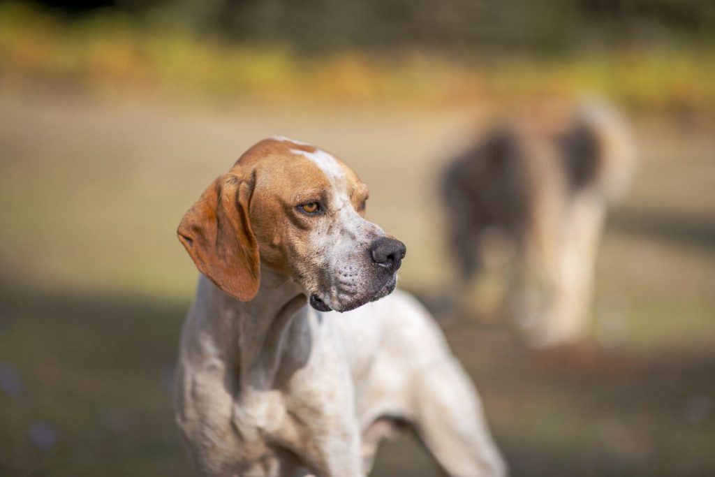 Pointer angielski stoi