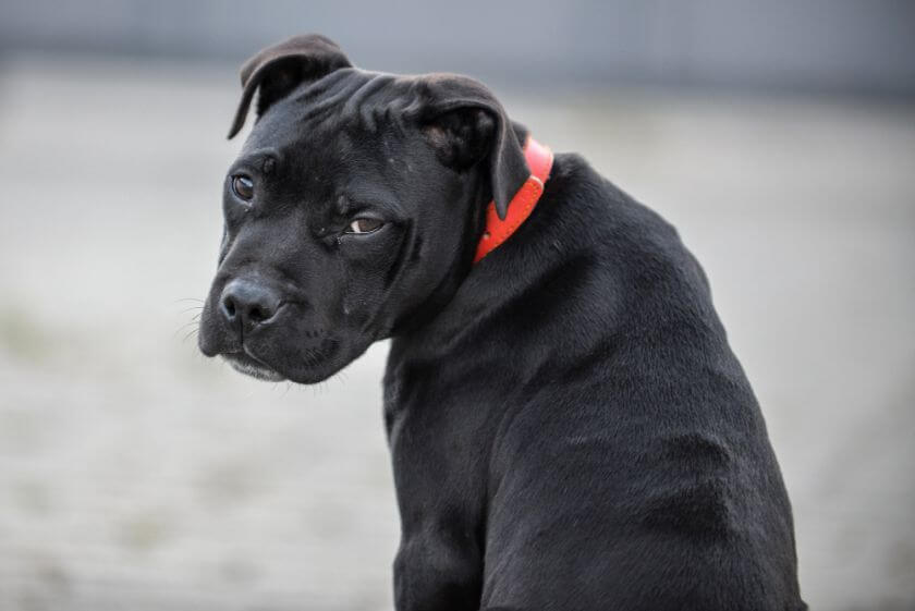 Staffordshire bull terrier szczeniak