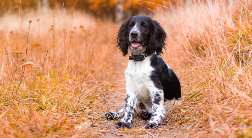 springer spaniel angielski siedzi na ścieżce