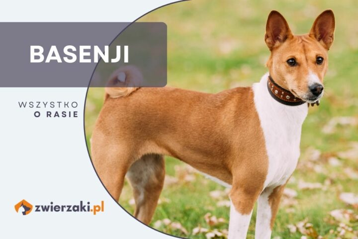 basenji