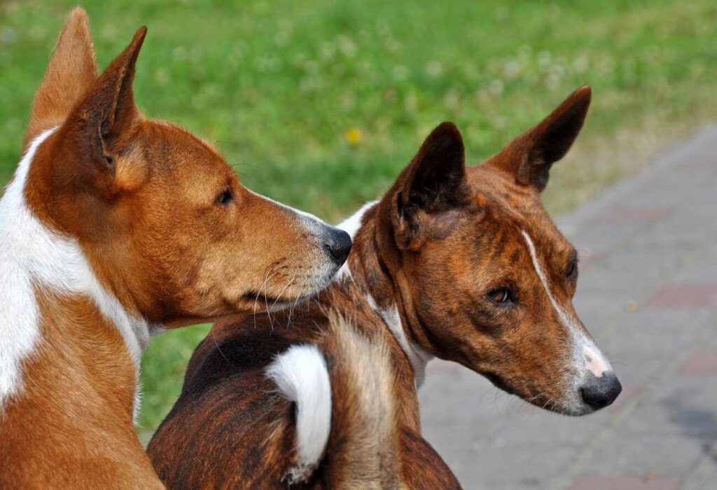 basenji dwa psy