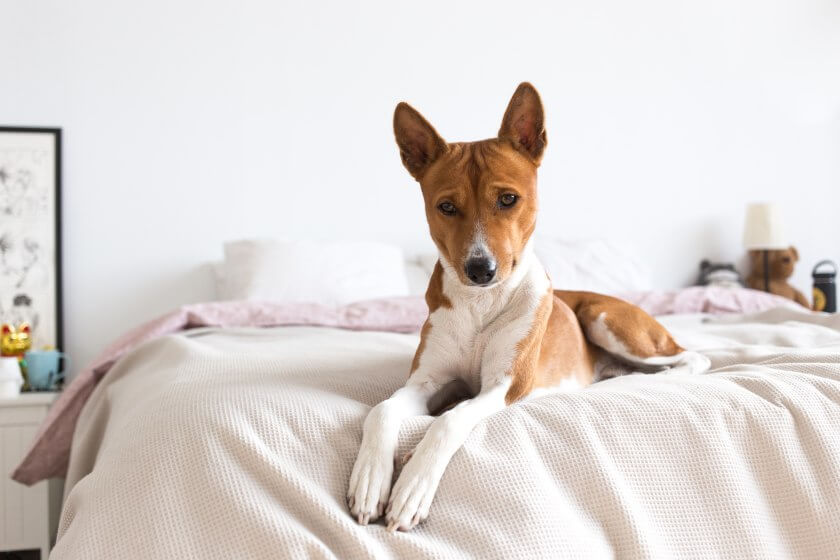 Basenji leży na łóżku