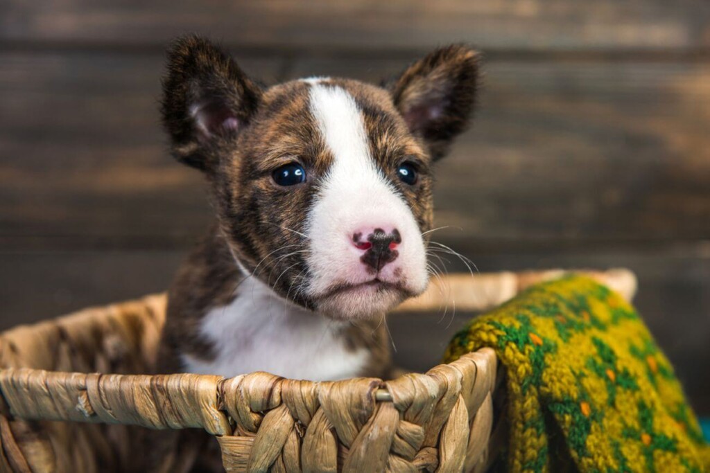 basenji pręgowany