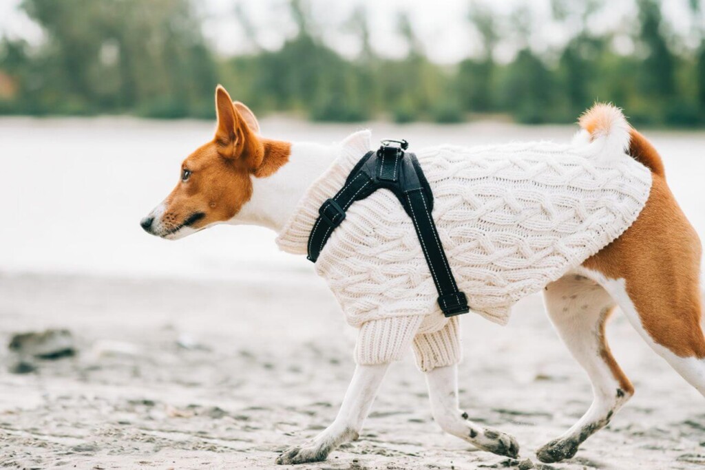 basenji w ubranku