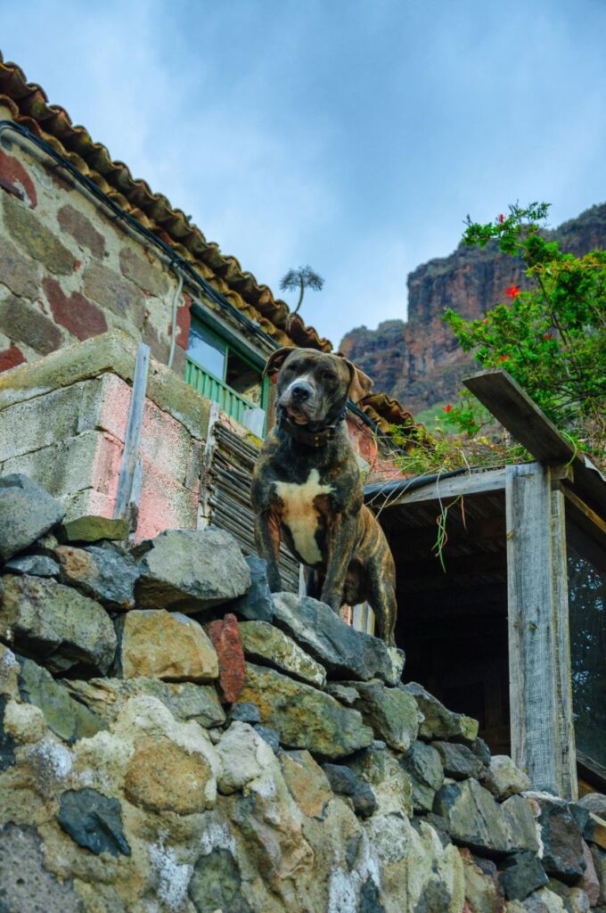 dog kanaryjski na murze