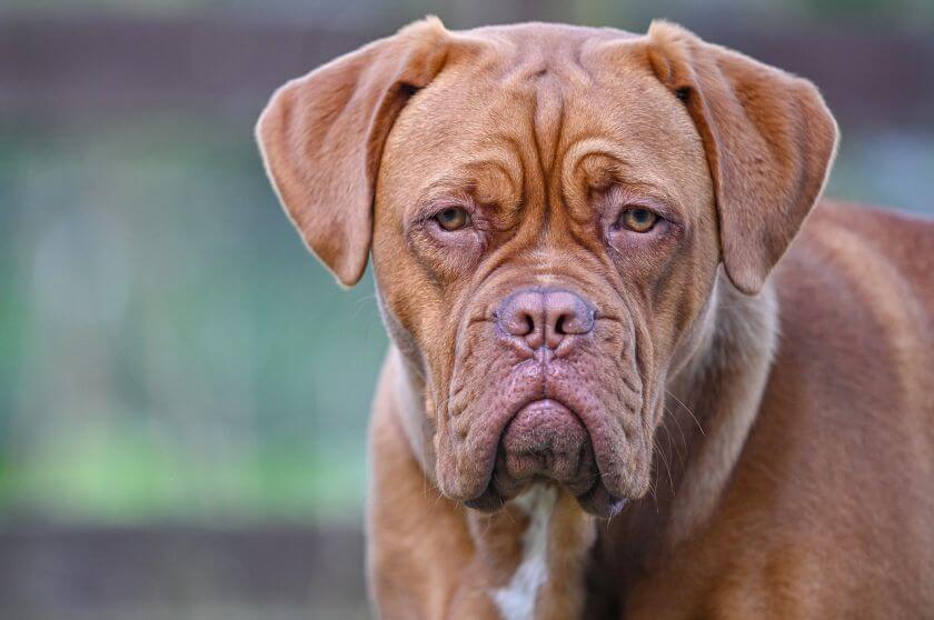 dogue de bordeaux pysk