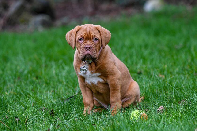 dogue de bordeaux szczeniak na trawie