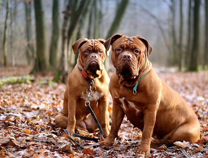 dogue de bordeaux siedzą w parku