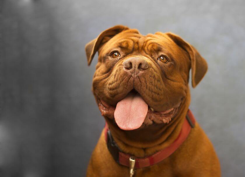 dogue de bordeaux uśmiechnięty