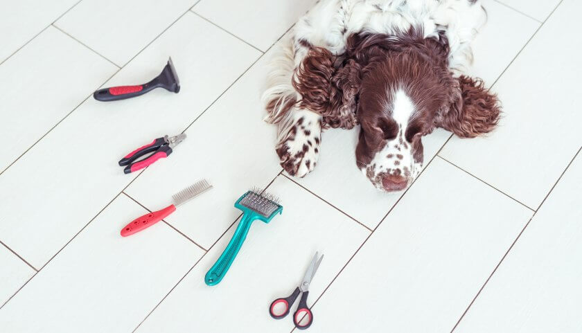 springer spaniel angielski i akcesoria do pielęgnacji psa