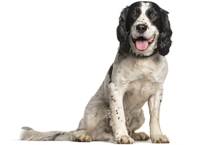 springer spaniel angielski siedzi na białym tle