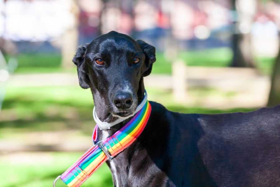 greyhound w tęczowej obroży