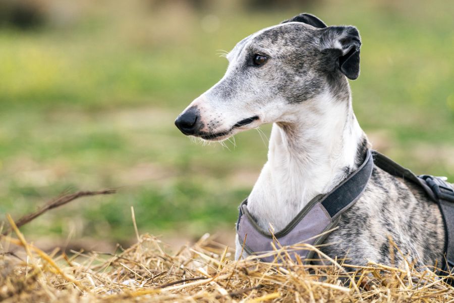 greyhound leży na słomie