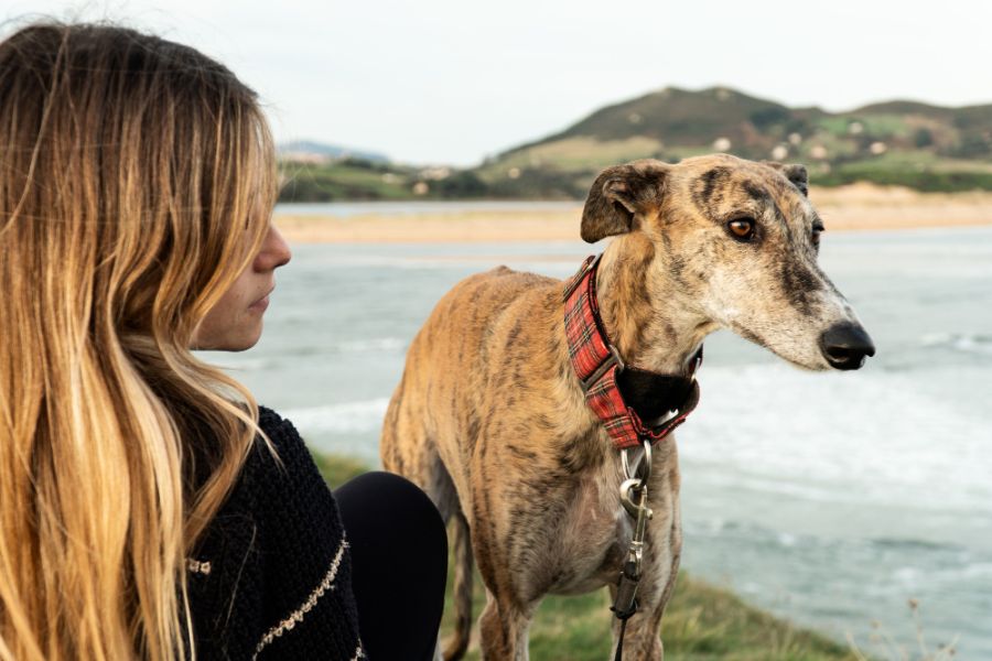 greyhound z kobietą siedzi nad wodą