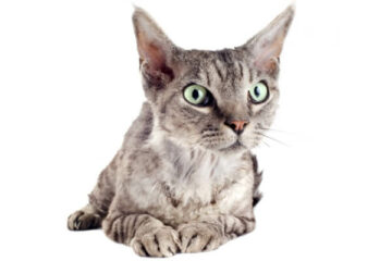 kot devon rex