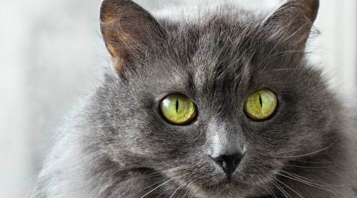 kot nebelung