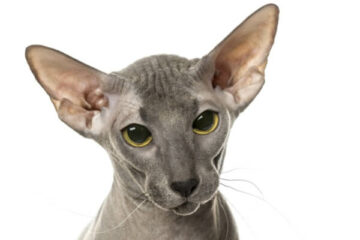 kot peterbald