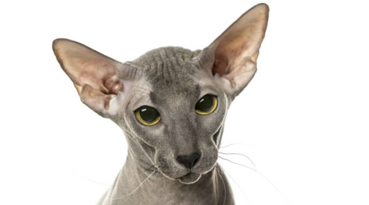 kot peterbald