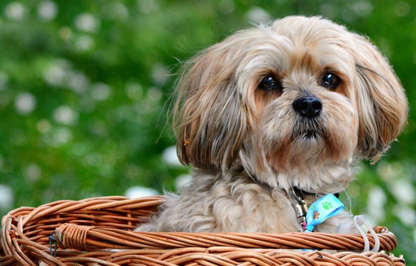 lhasa apso w koszyku