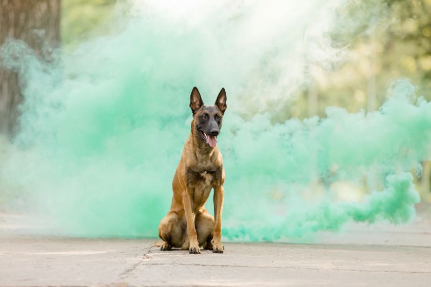 malinois siedzi w kolorowej chmurze proszku holi