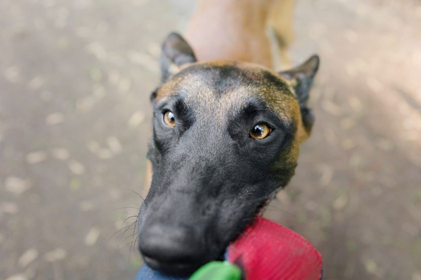 malinois bawi się zabawką