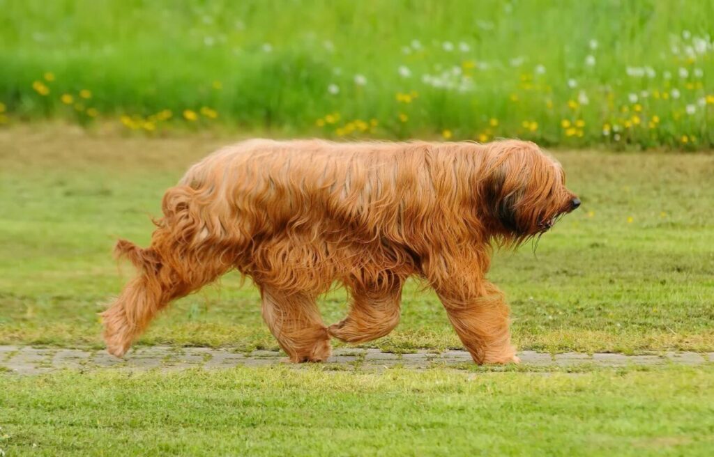 owczarek francuski briard biegnie po trawie