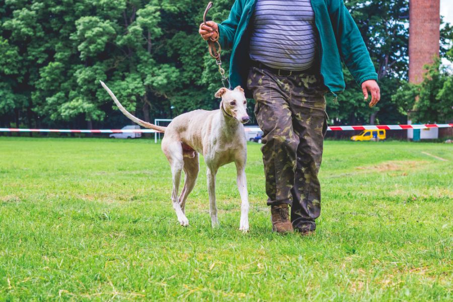 greyhound na wystawie psów