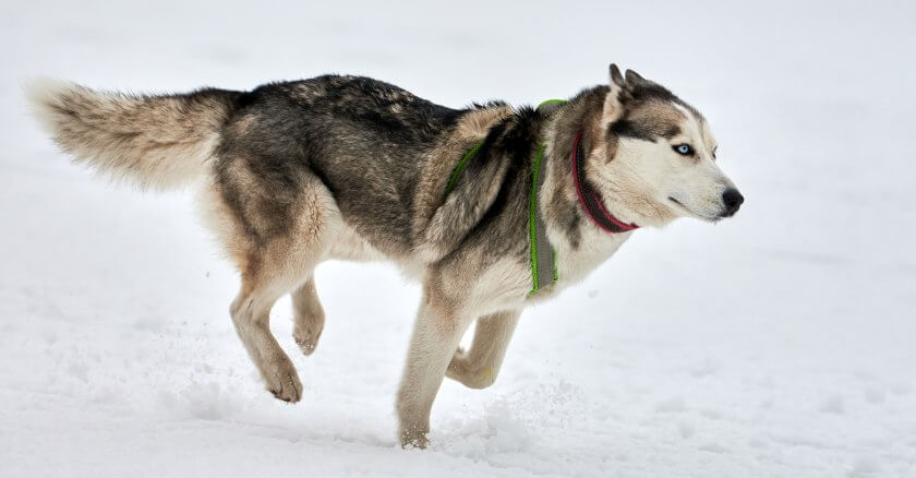 siberian husky biegnie