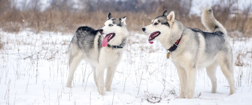 siberian husky stoją w zimie