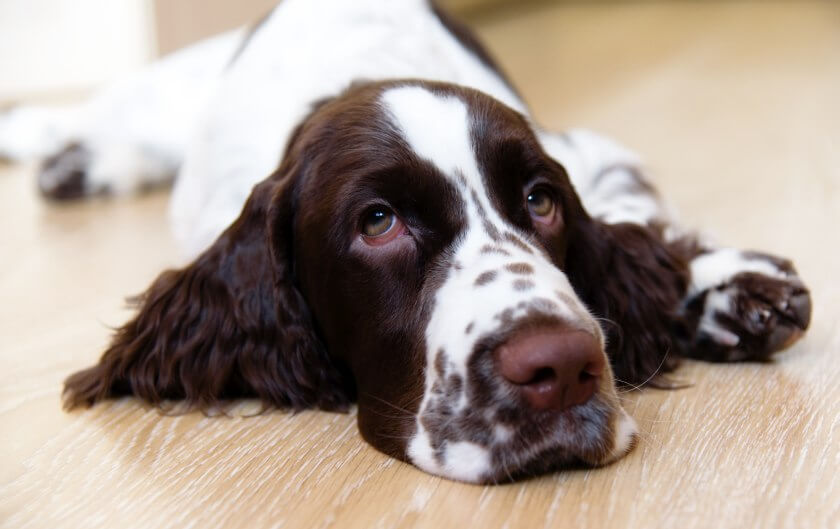 springer spaniel angielski leży na podłodze