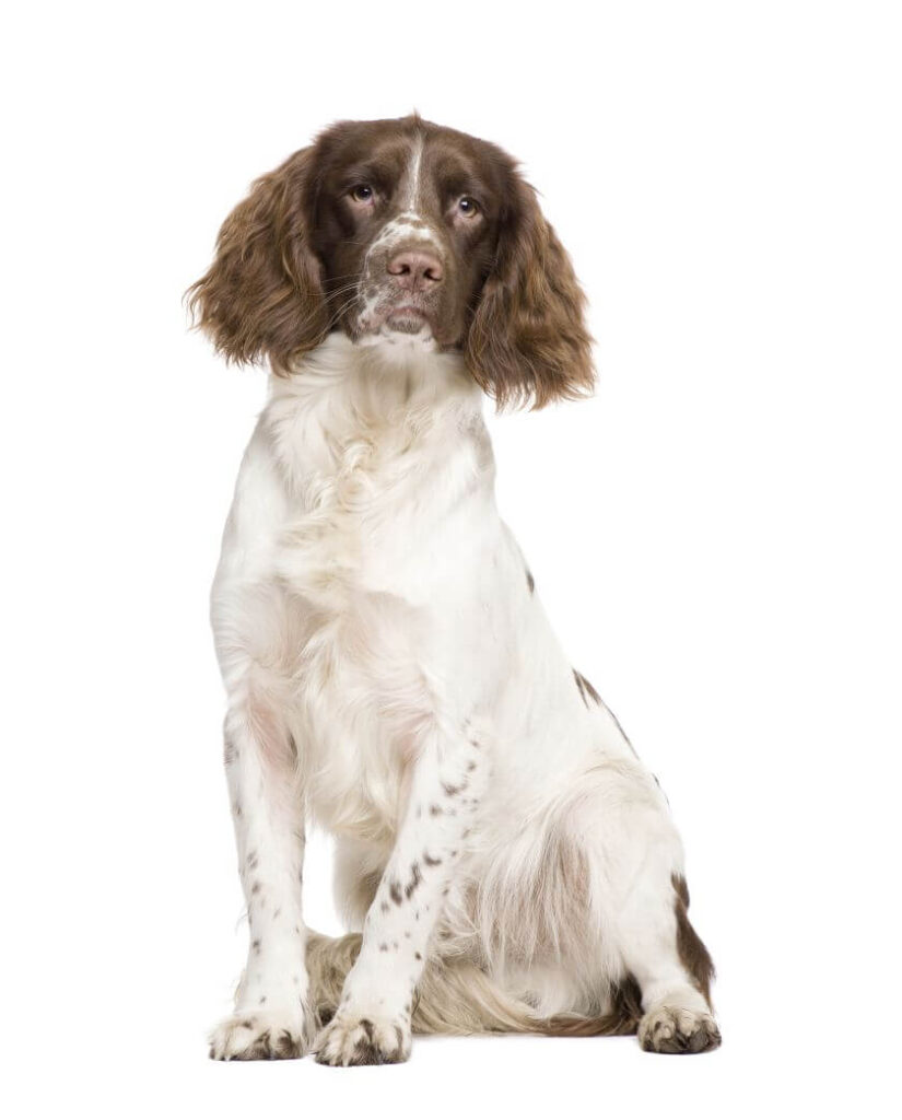 springer spaniel angielski siedzi