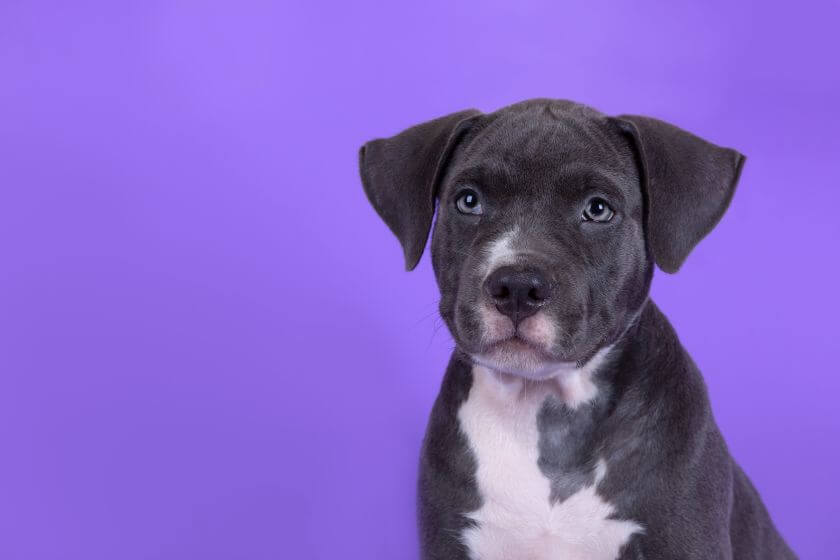 staffordshire bull terrier szczeniak na fioletowym tle