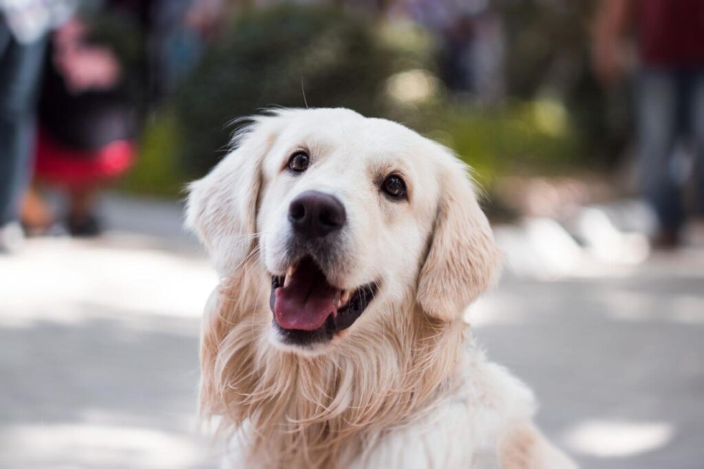 wiek psa labrador