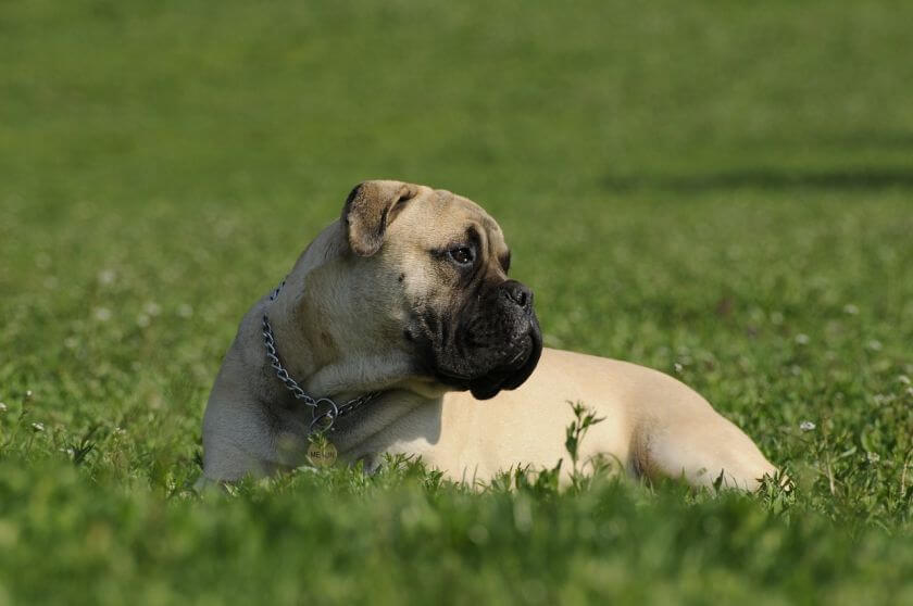 Bullmastiff szczeniak leży na trawie