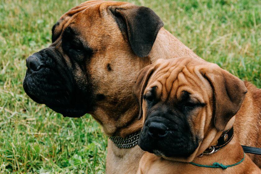 Bullmastiff dorosły ze szczeniakiem na trawie