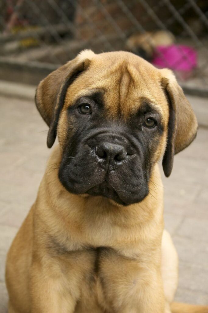 Bullmastiff szczeniak patrzy w obiektyw