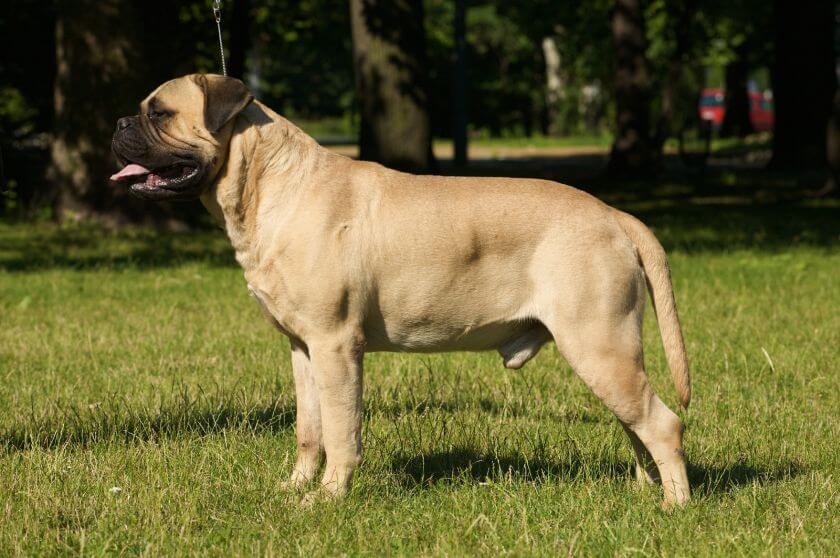 Bullmastiff stoi bokiem na trawie