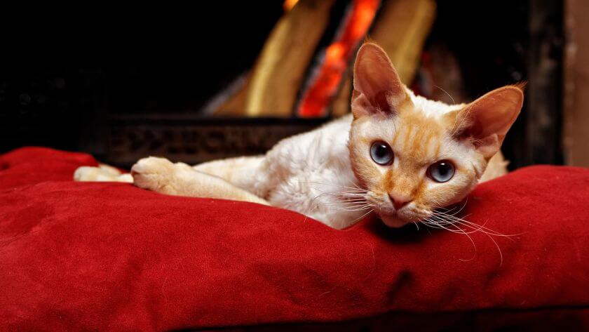 Devon rex - charakter