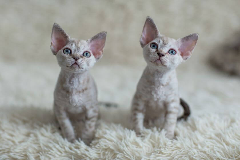 devon rex hodowla