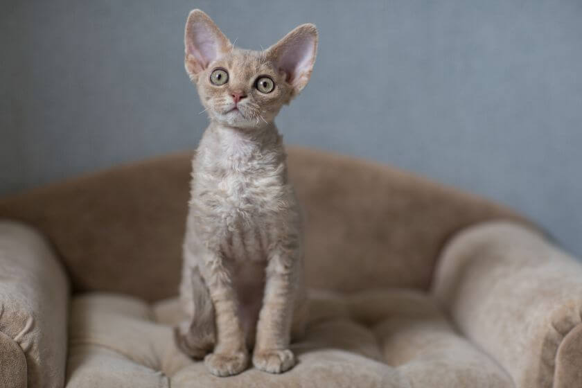 Devon rex - zdrowie