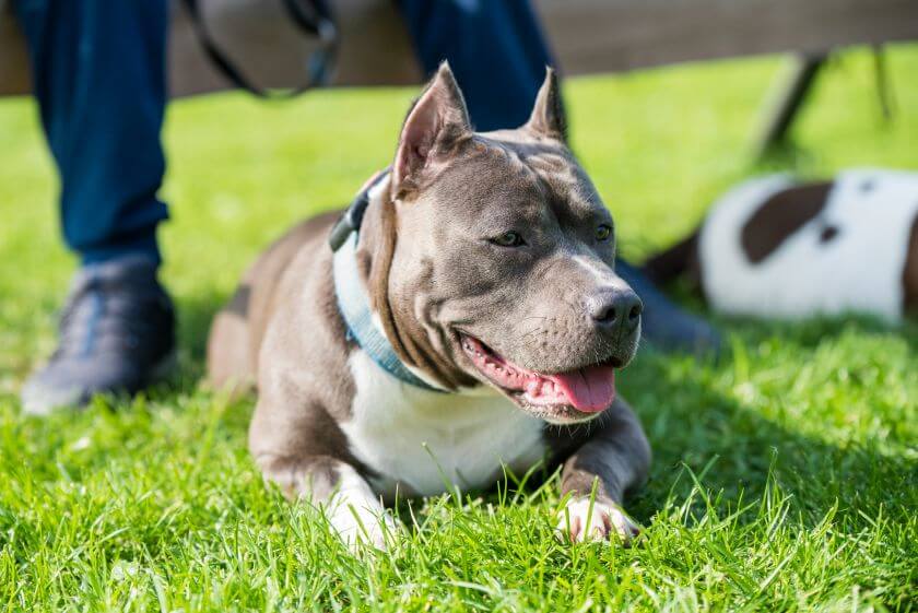 groźne psy - amerykański pitbulterier