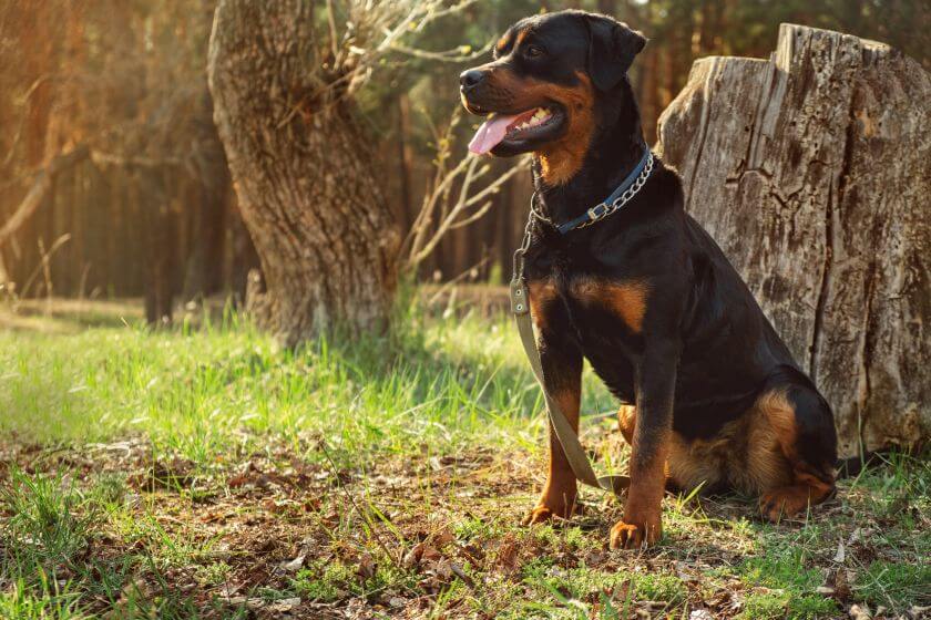 groźne psy - rottweiler