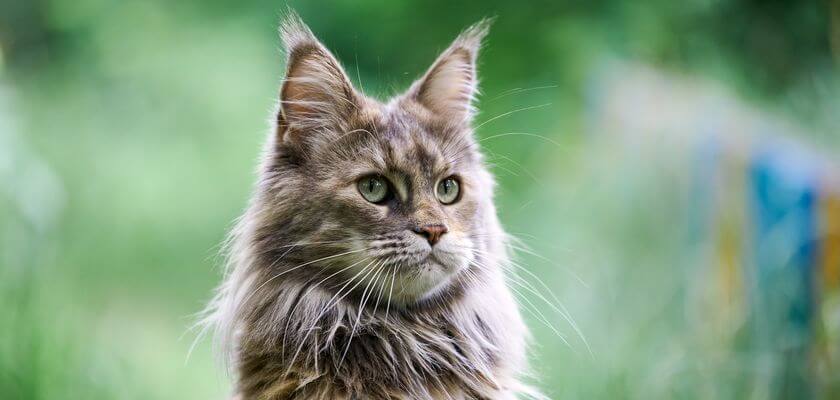 kot maine coon - pochodzenie