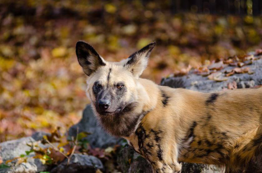 Likaon - polowanie i sposób odżywania