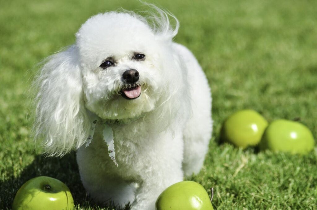 najmniejszy pies świata bichon frise