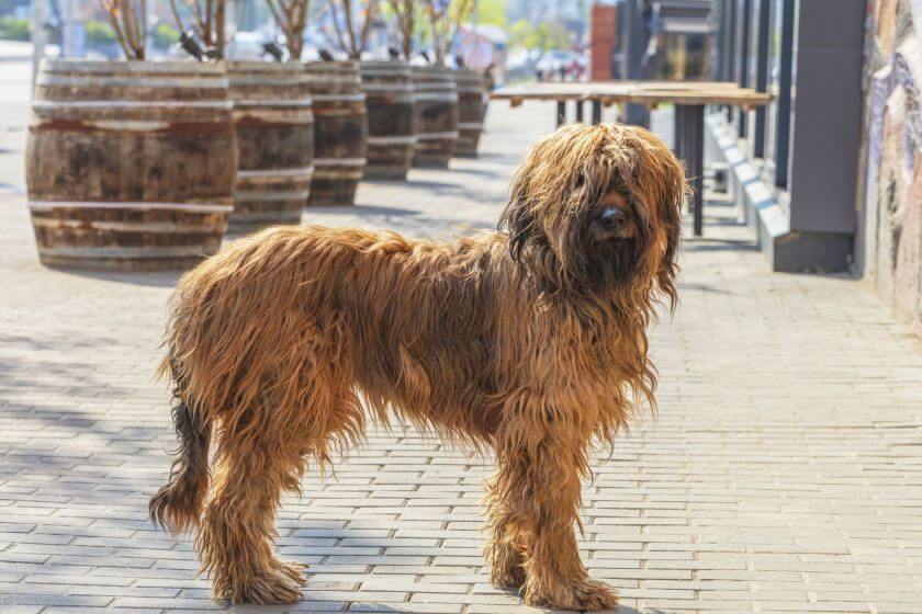 Owczarek francuski briard stoi na ulicy