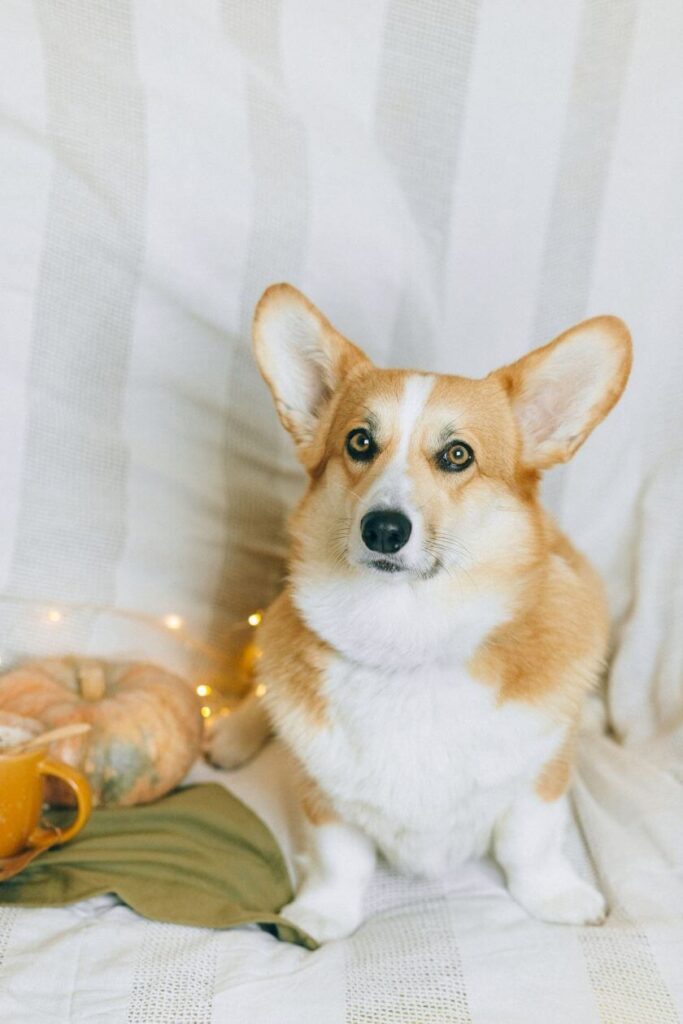 Pembroke welsh corgi siedzi na kanapie