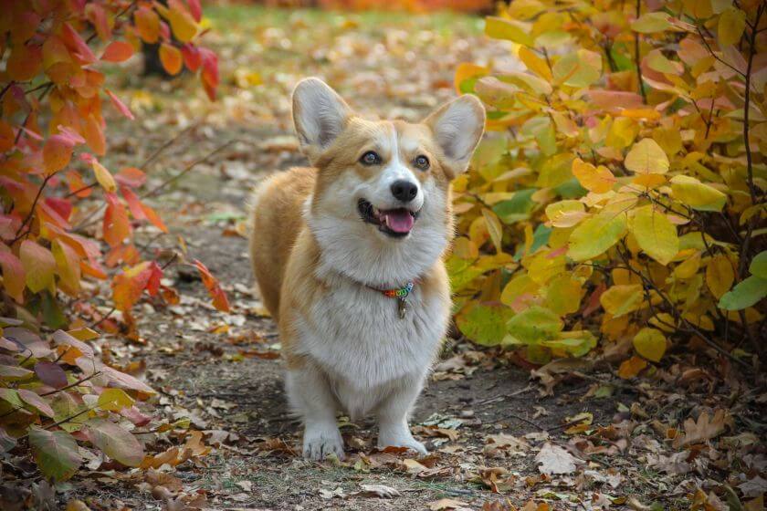 Pembroke welsh corgi w jesiennym lesie