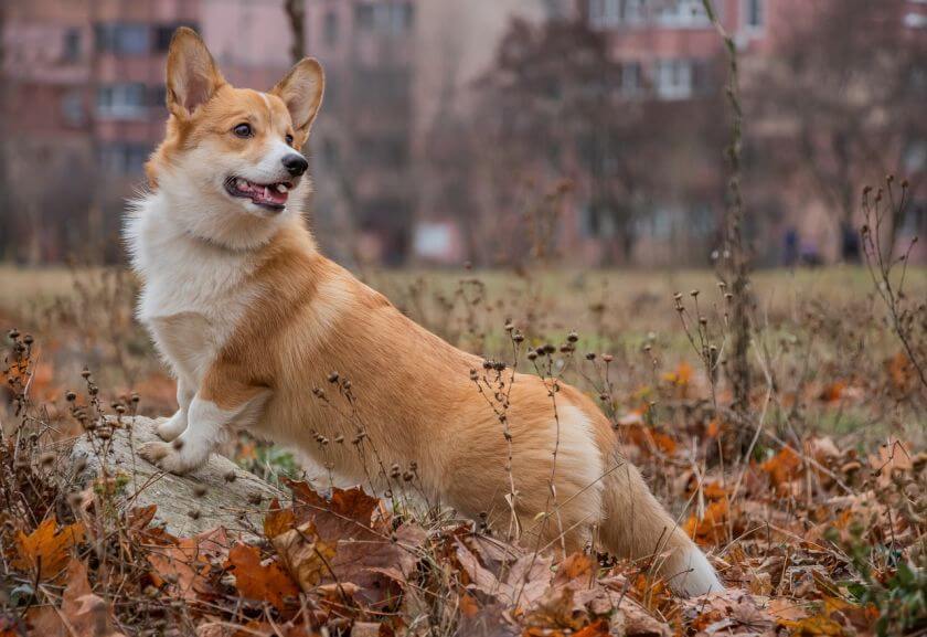 Pembroke welsh corgi na kamieniu