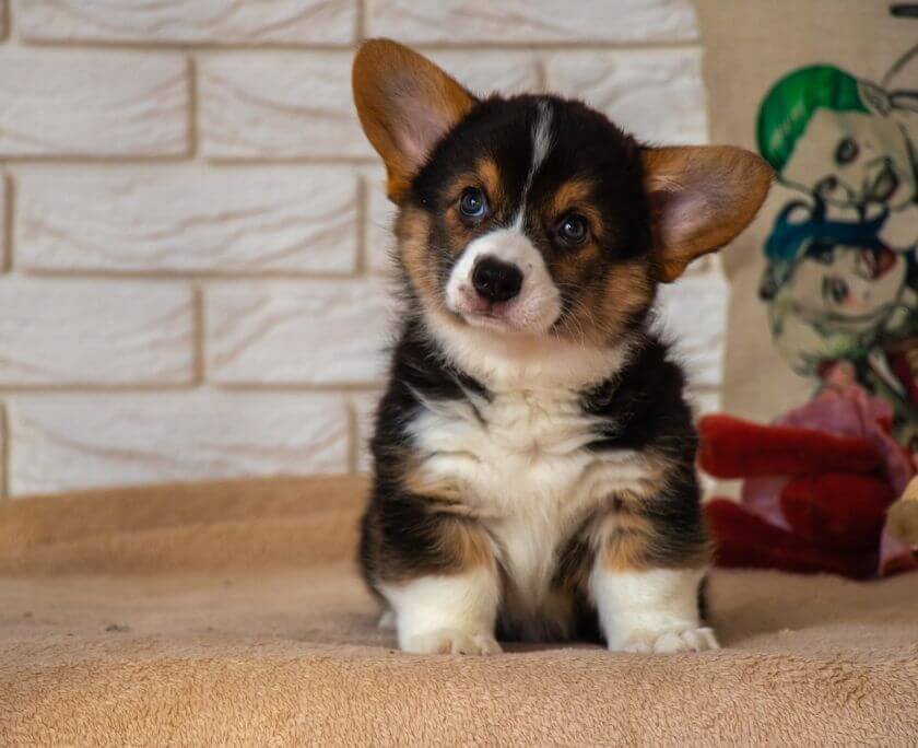 Pembroke welsh corgi szczeniak siedzi